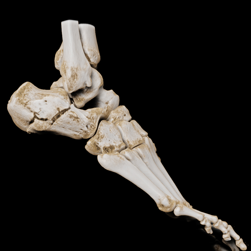 Foot