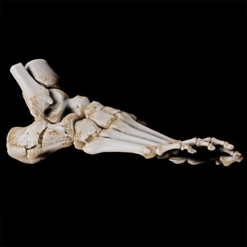 Foot